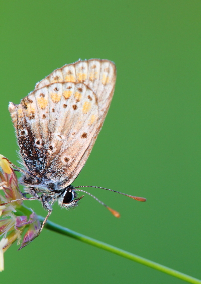 Polyommatus icarus?